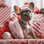 Pug puppy in stocking by Jakob Owens